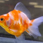 『金魚・メダカ入荷情報』の画像