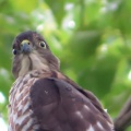 野鳥雀鷹（ツミ）の幼鳥を撮る25🦅📸（太田市）