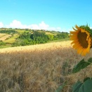 イタリア料理③前菜-7-69.小麦
