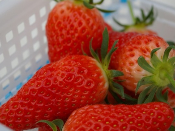 栃木県誕生150周年記念！マルシェや出張いちご狩り体験も！『栃木県庁』で『いちご王国・栃木の日』イベント開催！1月14日。