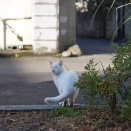 猫に好かれて嫌われる男　20260910