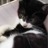 『【里親募集中】白黒の子猫』の画像