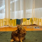 猫とお酒と日々のこと