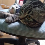 ﾈｺﾁｬﾝのﾆﾝｹﾞﾝ育成日記