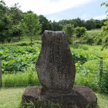 『先日、昭和記念公園に行ってきました。』の画像