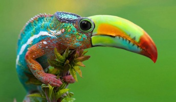 世にも奇妙なハイブリットな動物たちの画像特集