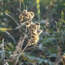 葛（くず）の実