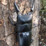 【閲覧注意！！！】甥がクワガタを捕ってきた結果ｗｗｗ