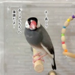 ブンチョ日誌