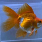 かねだい足立店ブログ