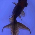 🐟金魚・メダカ入舎情報‼️