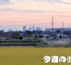 11/3(月)～11/9(日)の小牧のニュースや出来事をピックアップ【今週のこまき】