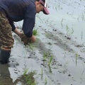 稲の消毒作業のお手伝いをしてきました。