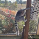 ワオワオガーデンにハンモック出現！！