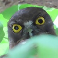 2025天然記念物大銀杏でアオバズクを撮る🦉XVIII（足利市鑁阿寺）