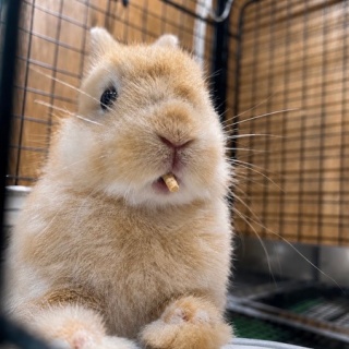 うさぎブログ　うさぎのしっぽ公式ブログ「日々しっぽ」