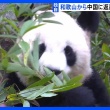 【動画】和歌山から返還のジャイアントパンダ中国で公開 「良浜」「結浜」「彩浜」