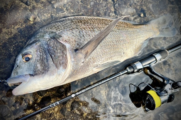 SAKURA LURE DIVISION 釣行記 - C3+ W.o.r.C 6'5
