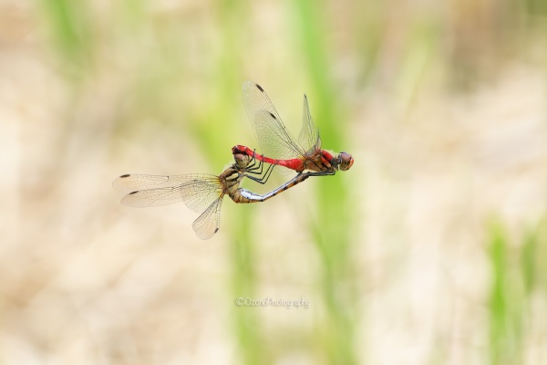 湘南むし日記 - トンボ