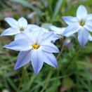 ハナニラとムスカリ