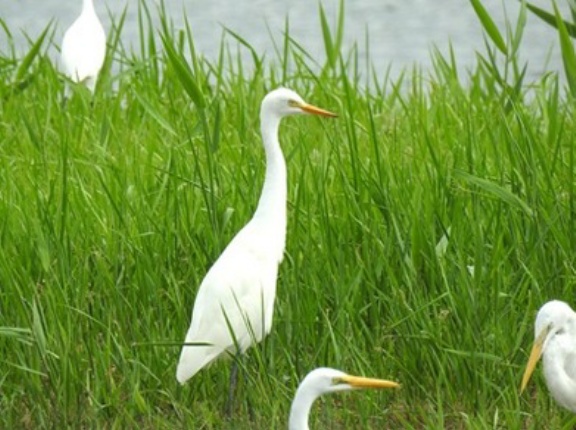 2025年8月14日の野鳥公園