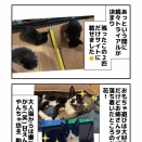 黒白子猫たち里親募集！