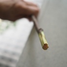 今年も我が家に木陰ができた。苦手なこれからの季節を乗り切るために毎年購入しているもの。