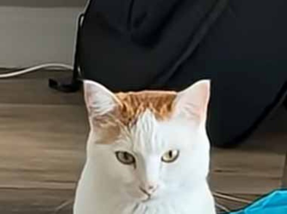 うちのネコが床にちょこんといた。何か問題でも？ → 座り方はこんなんです…