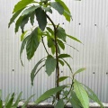 原点回帰