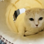 annex ニャンコのずっとのお家探し。