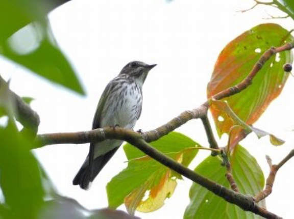 2025年9月19日の野鳥公園