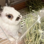 うさぎのきた道