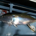 四国釣行　３回戦　キハダジギング