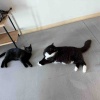 【ポチクロ猫日記】最短距離更新か！？【トライアル３６日目】