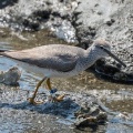 2026年5月20日の野鳥公園