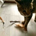 我が家の破壊王たち