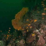 水先案内人の徒然日記