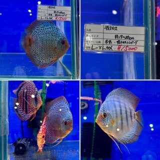 SONOアクアプランツファーム水草･海藻情報局