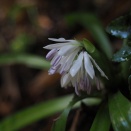 初々し・・・シロバナショウジョウバカマ