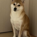 【画像】仕方ないからワイんちの柴犬みせてあげるよ