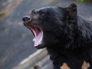 クマの大量発生←これ何一つ解決してないよな