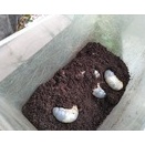 今年最後のエサ替え。