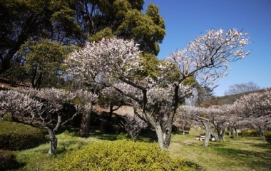 『町田・薬師池公園の梅園　2024/03/22』の画像