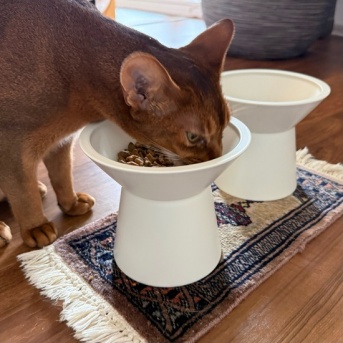 猫たちのフードボウルを新調した