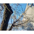 カーゴ10台のドイツ書