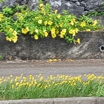 ちゅら島発 モーモーとおしゃべり
