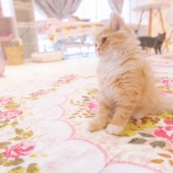 『こんな人がいるんだ』の画像