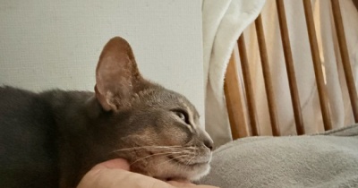お熱出た…߹-߹
