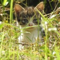 捨て猫がいた6/14
