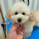 プードルちゃん♡ 🫧トリミングブログ🫧